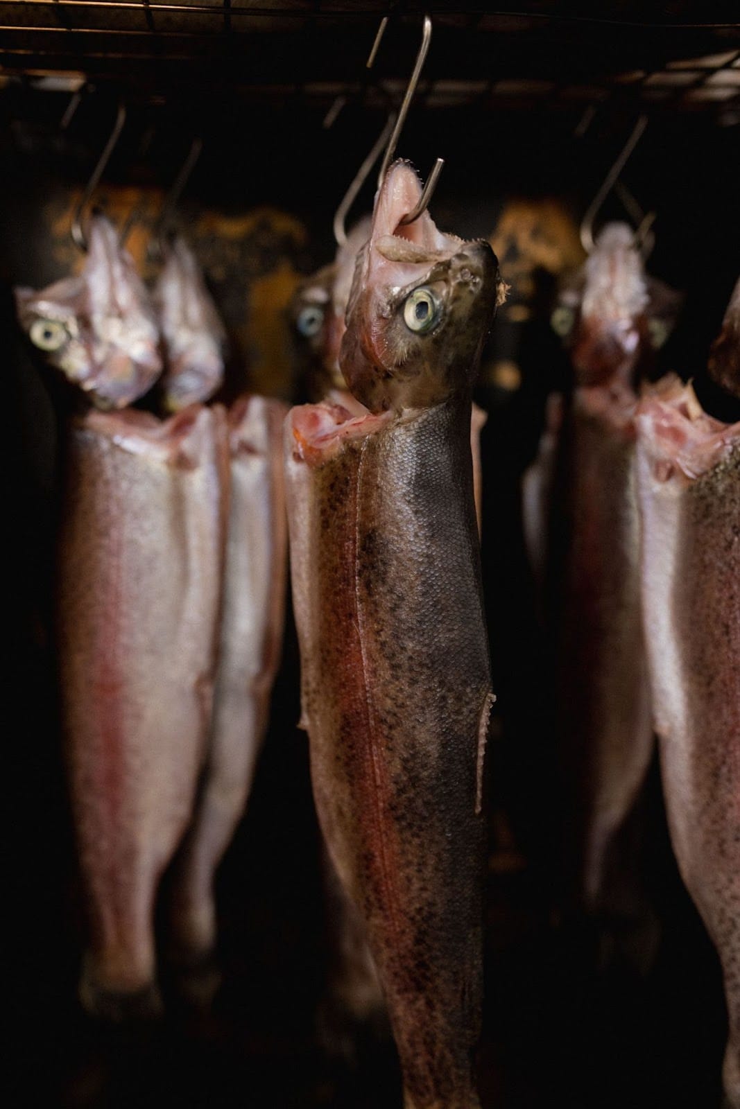 How to Make Smoked Rainbow Trout